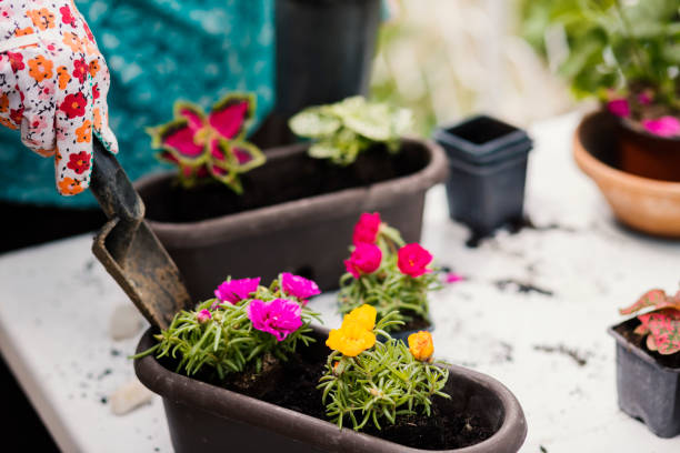 istock Senior Woman Gardening 1150494944