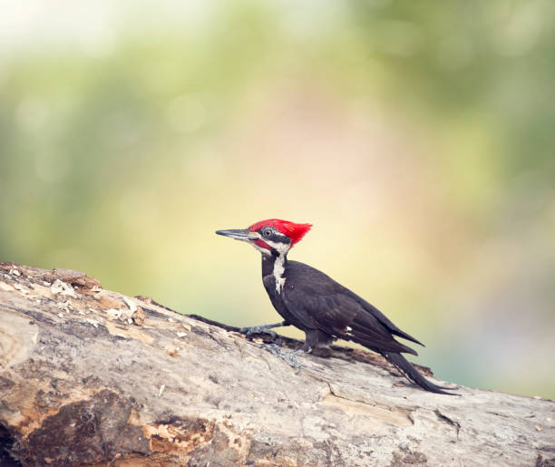 istock Pileated Woodpecker Male on a log 1150495530