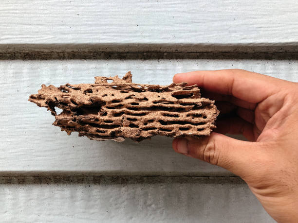 구멍을 많이 가진 흰개미에의 한 손상 된 나무 - treated wood 뉴스 사진 이미지