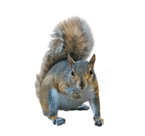 amerikanisches graues eichhörnchen auf weißem hintergrund - eichhörnchen stock-fotos und bilder