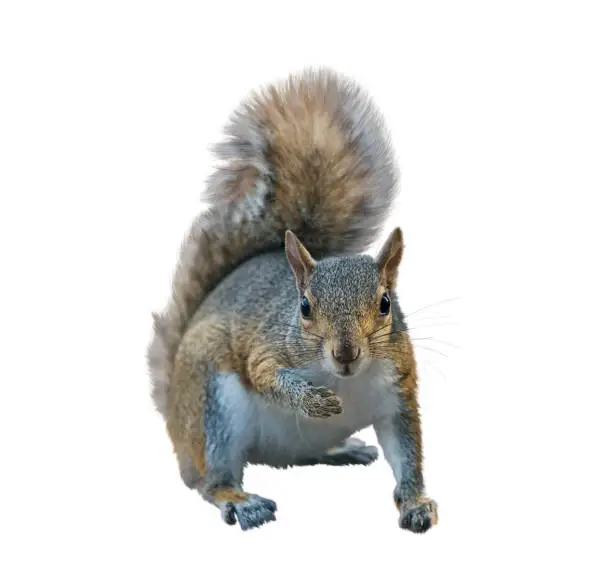 Photo of American gray squirrel on white background