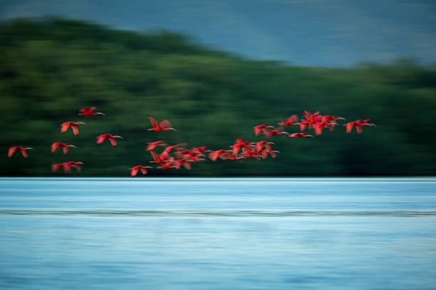 Large flock of Scarlet Ibis Eudocimus ruber returning to resting sleeping trees in evening. Long exposure photo, blured effect, Trinidad, exotic vacation in Caribic, Caroni swamp stock photo