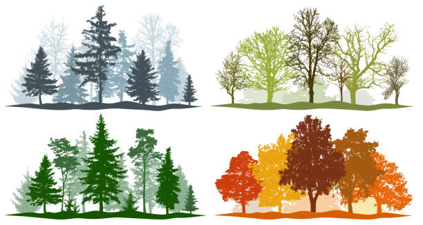 waldbäume winterherbst im sommer. 4 jahreszeiten vektorillustration - tree stock-grafiken, -clipart, -cartoons und -symbole