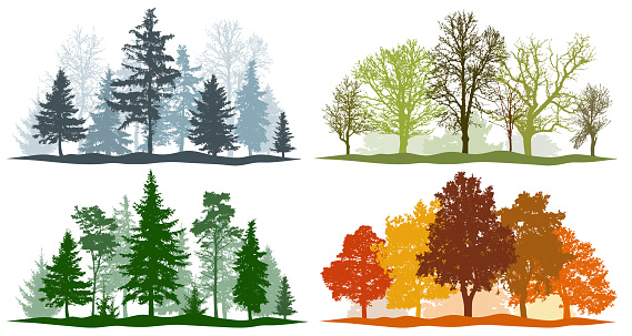 Forest trees winter spring summer autumn. 4 seasons vector illustration