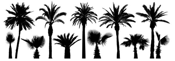 ilustrações de stock, clip art, desenhos animados e ícones de palm tropical trees. silhouette vector set - palm tree washingtonia tree silhouette