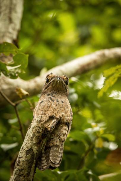 Common Potoo, Nyctibius griseus, on dead branch in tree, Trinidad, tropical forest, camouflaged bird with big yellow eyes, green foliage in background, exotic vacation in Caribic Common Potoo, Nyctibius griseus, on dead branch in tree, Trinidad, tropical forest, camouflaged bird with big yellow eyes, green foliage in background, exotic vacation in Caribic asa animal stock pictures, royalty-free photos & images