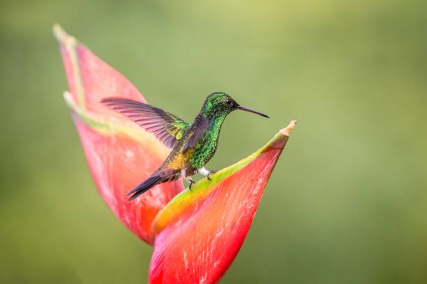 istock Hummingbird (Copper-rumped Hummingbird) sitting and drinking nectar from its favourite red flower. Cute tiny bird perching on big blossom, green background, bird with outstretched wings 1150499082