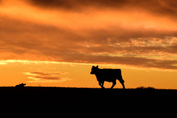 istock cows in the field 1150499212
