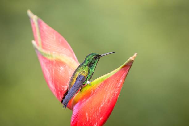 istock Hummingbird (Copper-rumped Hummingbird) sitting and drinking nectar from its favourite red flower. Cute tiny bird perching on big blossom, green background, wildlife scene from nature 1150499283