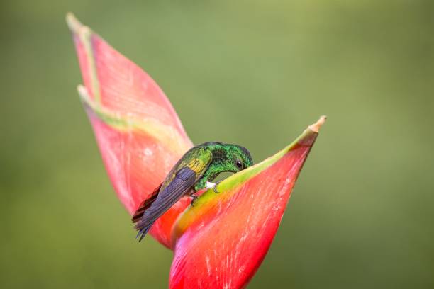 istock Hummingbird (Copper-rumped Hummingbird) sitting and drinking nectar from its favourite red flower. Cute tiny bird perching on big blossom, green background, wildlife scene from nature 1150499332