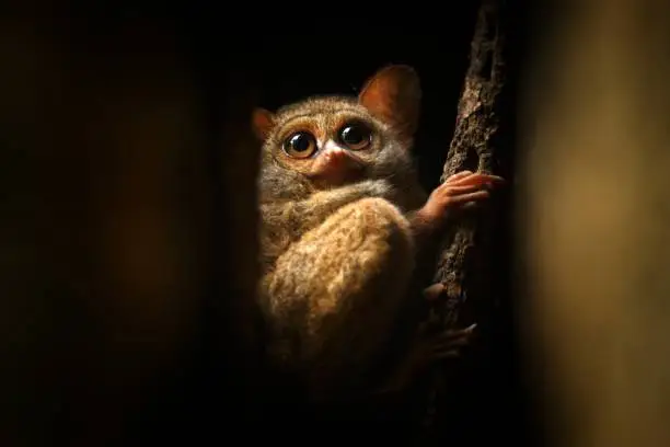 Photo of Spectral Tarsier, Tarsius spectrum, portrait of rare endemic nocturnal mammals, small cute primate in large ficus tree in jungle, Tangkoko National Park, Sulawesi, Indonesia, Asia