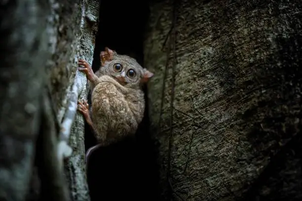 Photo of Spectral Tarsier, Tarsius spectrum, portrait of rare endemic nocturnal mammals, small cute primate in large ficus tree in jungle, Tangkoko National Park, Sulawesi, Indonesia, Asia