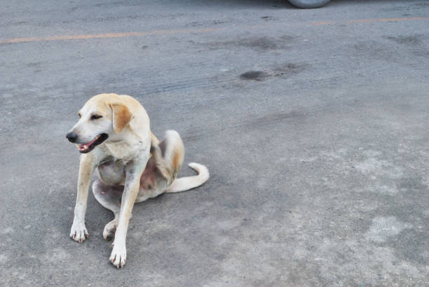 istock Dog lying on cement floor 1150500697
