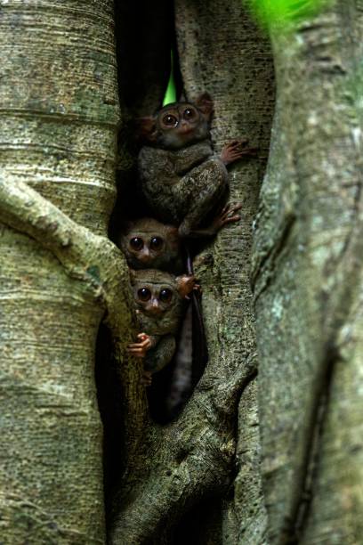 Family of spectral tarsiers, Tarsius spectrum, portrait of rare endemic nocturnal mammals, small cute primate in large ficus tree in jungle, Tangkoko National Park, Sulawesi, Indonesia, Asia stock photo