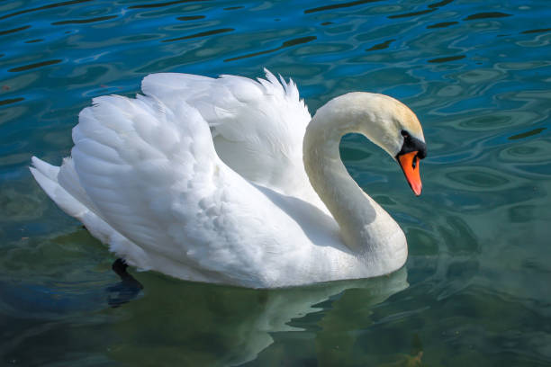 istock Swan at lake Zbilje 1150501685