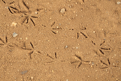 Bird footprints in sand, closeup, elevated view
