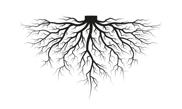 ilustraciones, imágenes clip art, dibujos animados e iconos de stock de raíz del árbol. silueta negra. ilustración vectorial. - raíz