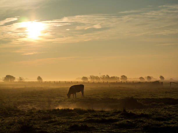 istock Cow in the morning mist 1150502230
