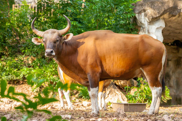 banteng (bos javanicus) atau banteng merah ini adalah jenis sapi liar tetapi ada karakteristik utama yang berbeda dari ternak dan bison. sebuah band bawah putih di laki-laki dan perempuan. - sapi bali sapi potret stok, foto, & gambar bebas royalti
