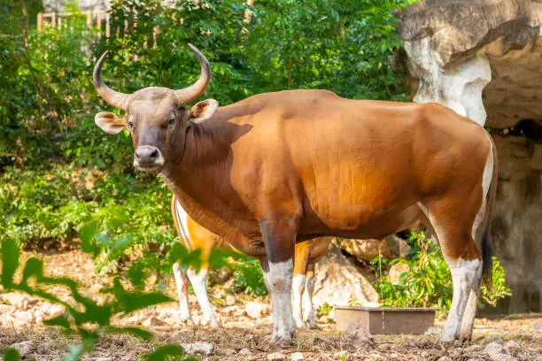 Banteng (Bos javanicus ) or Red Bull It is a type of wild cattle But there are key characteristics that are different from cattle and bison is. A white band bottom in both males and females.