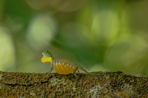 Draco volans, the common flying dragon on the tree in Tangkoko National Park, Sulawesi, is a species of lizard endemic to Southeast Asia. lizard in wild nature, beautiful colorful lizard