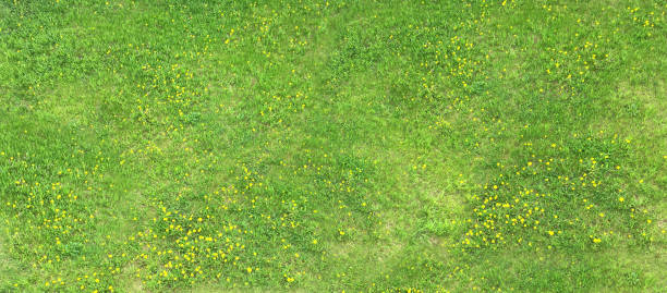 verde fondo horizontal natural. césped con diente de león amarillo. vista superior del campo con césped. - on top of grass scenics field fotografías e imágenes de stock