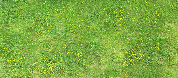 Green natural horizontal background. Lawn with yellow dandelions. Top view of the field with grass.