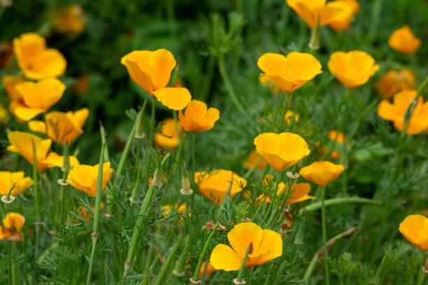 istock Background of Flowers 1150504398