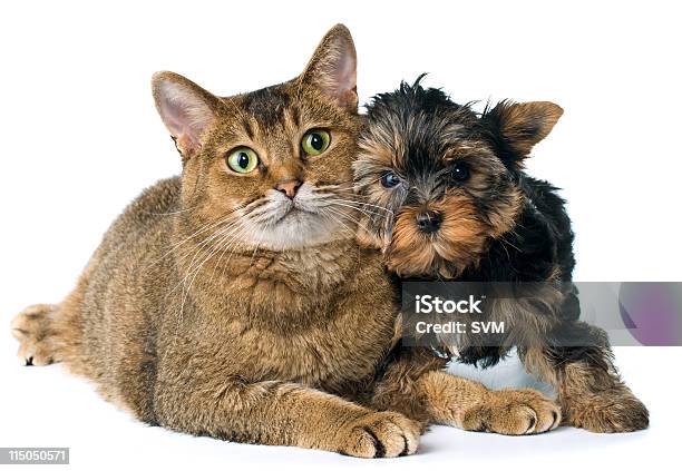 Gatto E Cucciolo In Studio - Fotografie stock e altre immagini di Amicizia - Amicizia, Amore, Animale