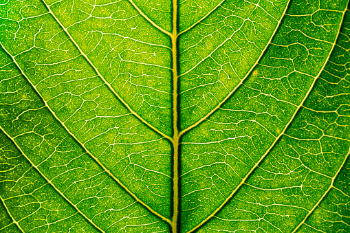 Fondo de textura de hoja verde de cierre abstracto photo