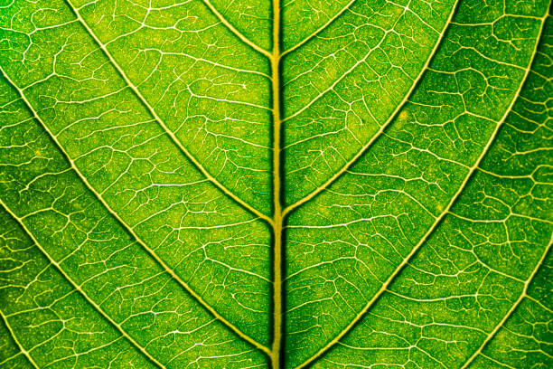 sfondo astratto della trama della foglia verde primo piano - beautiful surface level leaf lush foliage foto e immagini stock