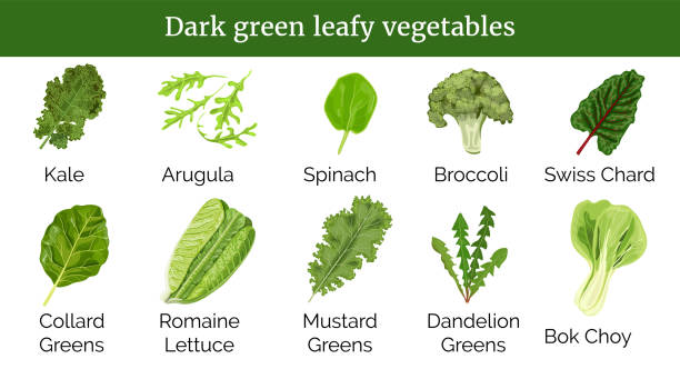 Big icon set of popular culinary green leafy vegetables, herbs. Spinach, Dandelion green, Mustard, Romaine Lettuce, kale, Collard. Big icon set of popular culinary green leafy vegetables, herbs. Spinach, Dandelion green, Mustard, Romaine Lettuce, kale, Collard. For cooking, cosmetics, health care, tag design broccoli spinach pics of the mustard greens stock illustrations