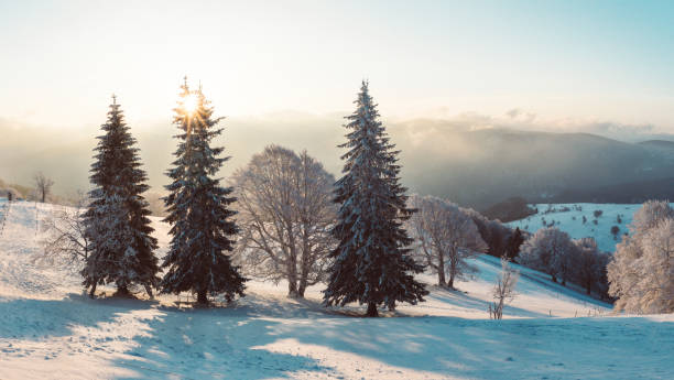 istock Sunrise over trees in winter snow 1150506377