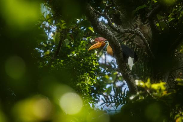 Knobbed hornbill, Aceros cassidix, sitting on branch at a tree top near its nest.Tangkoko National Park, Sulawesi, Indonesia, typical animal behavior, exotic birding experience in Asia,wildlife scene knobbed hornbill, aceros cassidix, sentado en la rama en una cima de un árbol cerca de su nido. parque nacional de tangkoko, sulawesi, indonesia, comportamiento animal típico, experiencia de observación de aves exótica en asia, escena de vida silvestre