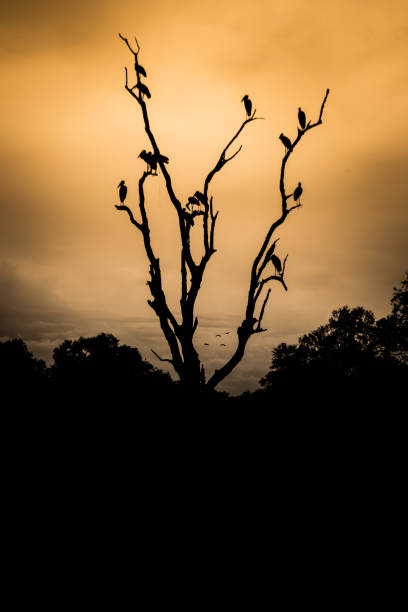 Vultures (birds) sitting in a dead tree in silhouette at sunset, dramatic sky