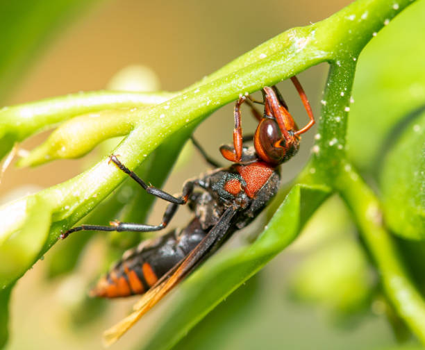 istock close up of Wasp on a leaf 1150507470