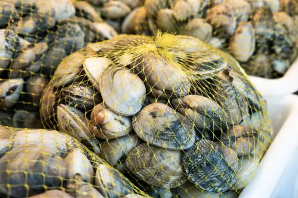 Fresh clams on mesh bag for sale in the market. Bivalve mollusk from Galicia, Spain. Venerupis pullastra