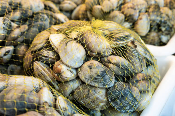 fresh clams on mesh bag - clam imagens e fotografias de stock