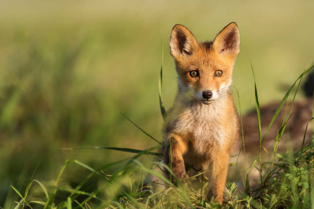 istock Fox cub. Young red Fox in grass near his hole 1150508216