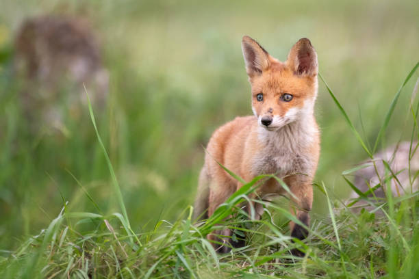 istock Baby Fox. Young red Fox in grass near his hole 1150508236