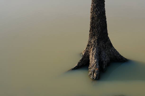 istock Ancient tree stump drowned in the dam 1150509240