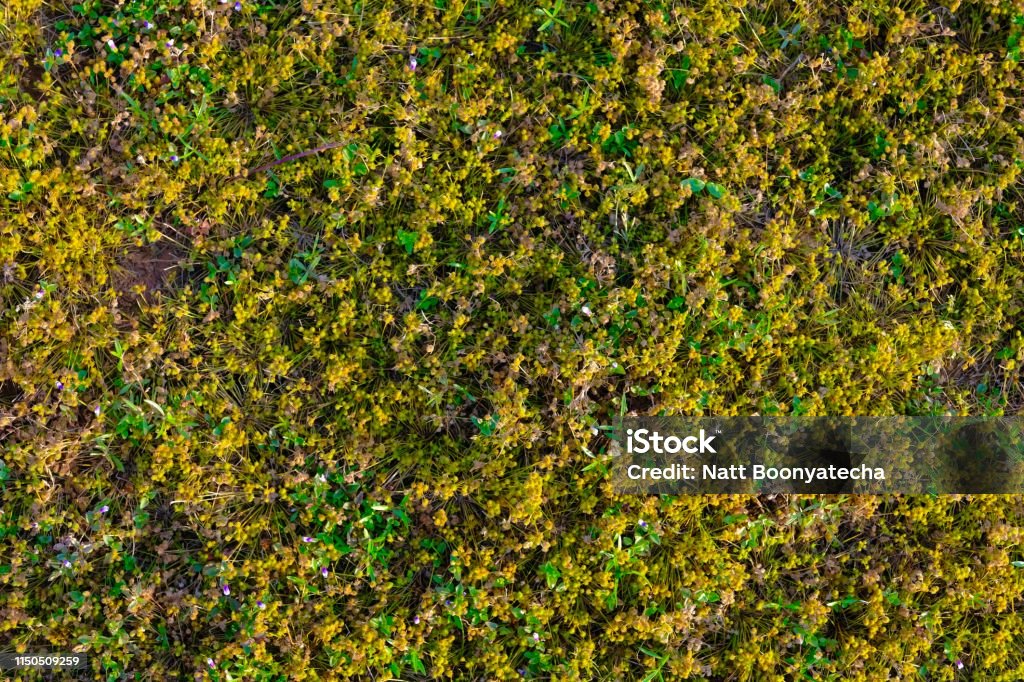 Golden grass on the ground Abstract Stock Photo