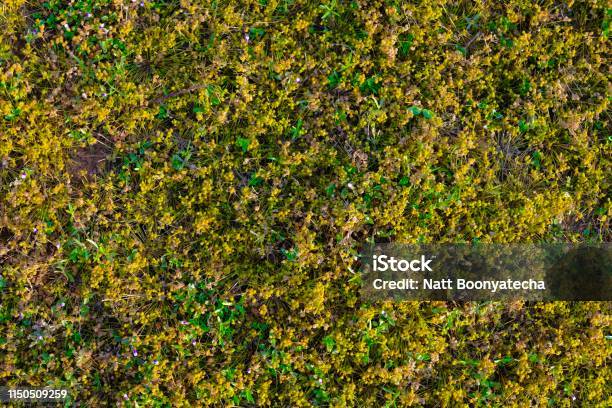 Golden Grass On The Ground Stock Photo - Download Image Now - Abstract, Agricultural Field, Agriculture