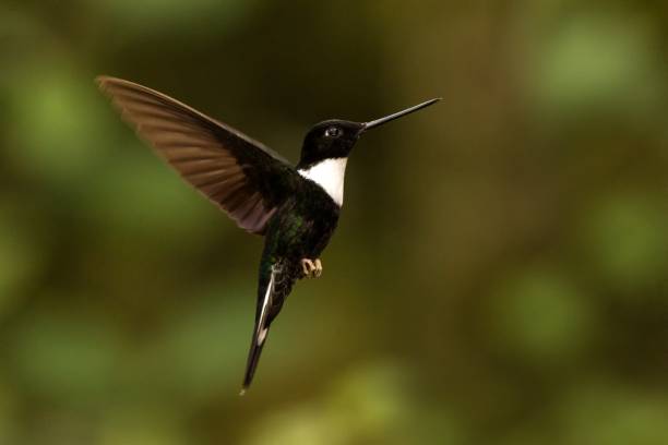 istock Collared inca hovering in the air,tropical forest, Colombia, bird sucking nectar from blossom in garden,beautiful hummingbird with outstretched wings,wildlife scene,exotic adventure, clear background 1150509835