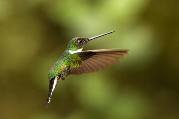 istock Collared inca hovering in the air,tropical forest, Colombia, bird sucking nectar from blossom in garden,beautiful hummingbird with outstretched wings,wildlife scene,exotic adventure, clear background 1150509902