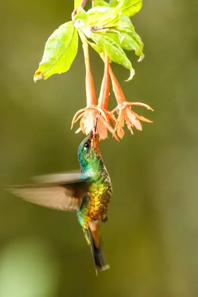 golden-bellied starfrontlet hovering next to orange flower,tropical forest, Colombia, bird sucking nectar from blossom in garden,beautiful hummingbird with outstretched wings,wildlife scene,exotic