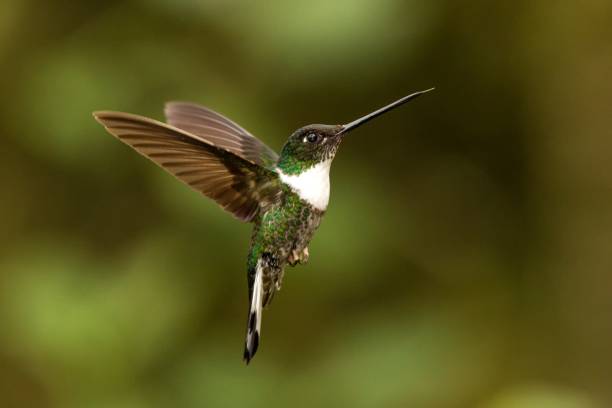 istock Collared inca hovering in the air,tropical forest, Colombia, bird sucking nectar from blossom in garden,beautiful hummingbird with outstretched wings,wildlife scene,exotic adventure, clear background 1150509972