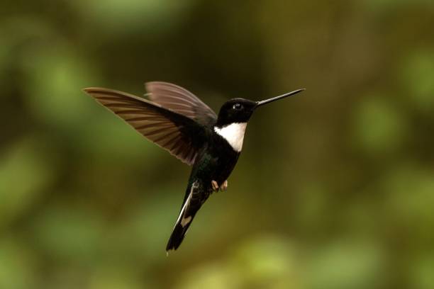 istock Collared inca hovering in the air,tropical forest, Colombia, bird sucking nectar from blossom in garden,beautiful hummingbird with outstretched wings,wildlife scene,exotic adventure, clear background 1150509982