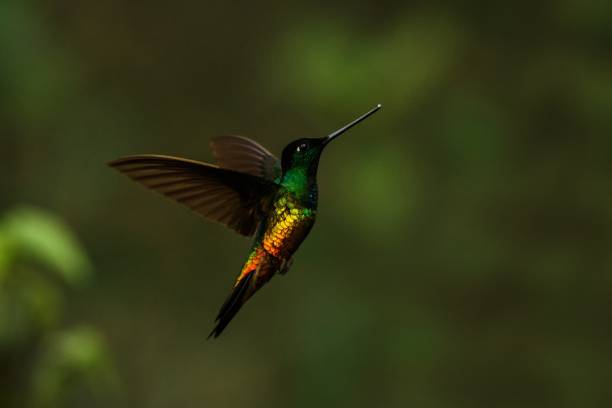 golden-bellied starfrontlet hovering in the air,tropical forest, Colombia, bird sucking nectar from blossom in garden,beautiful hummingbird with outstretched wings,wildlife scene,clear  background stock photo