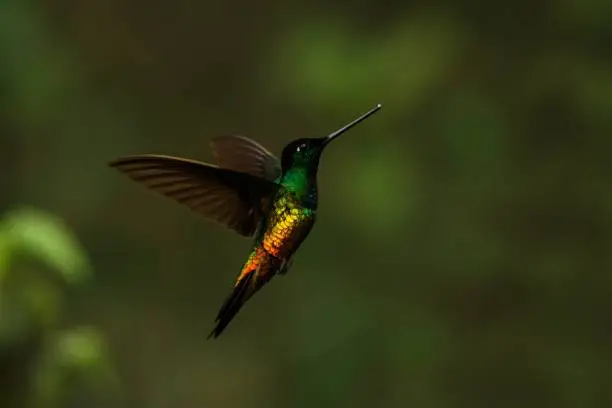 golden-bellied starfrontlet hovering in  air,tropical forest,Colombia, bird sucking nectar from blossom in garden,beautiful hummingbird with outstretched wings,wildlife scene,clear dark background